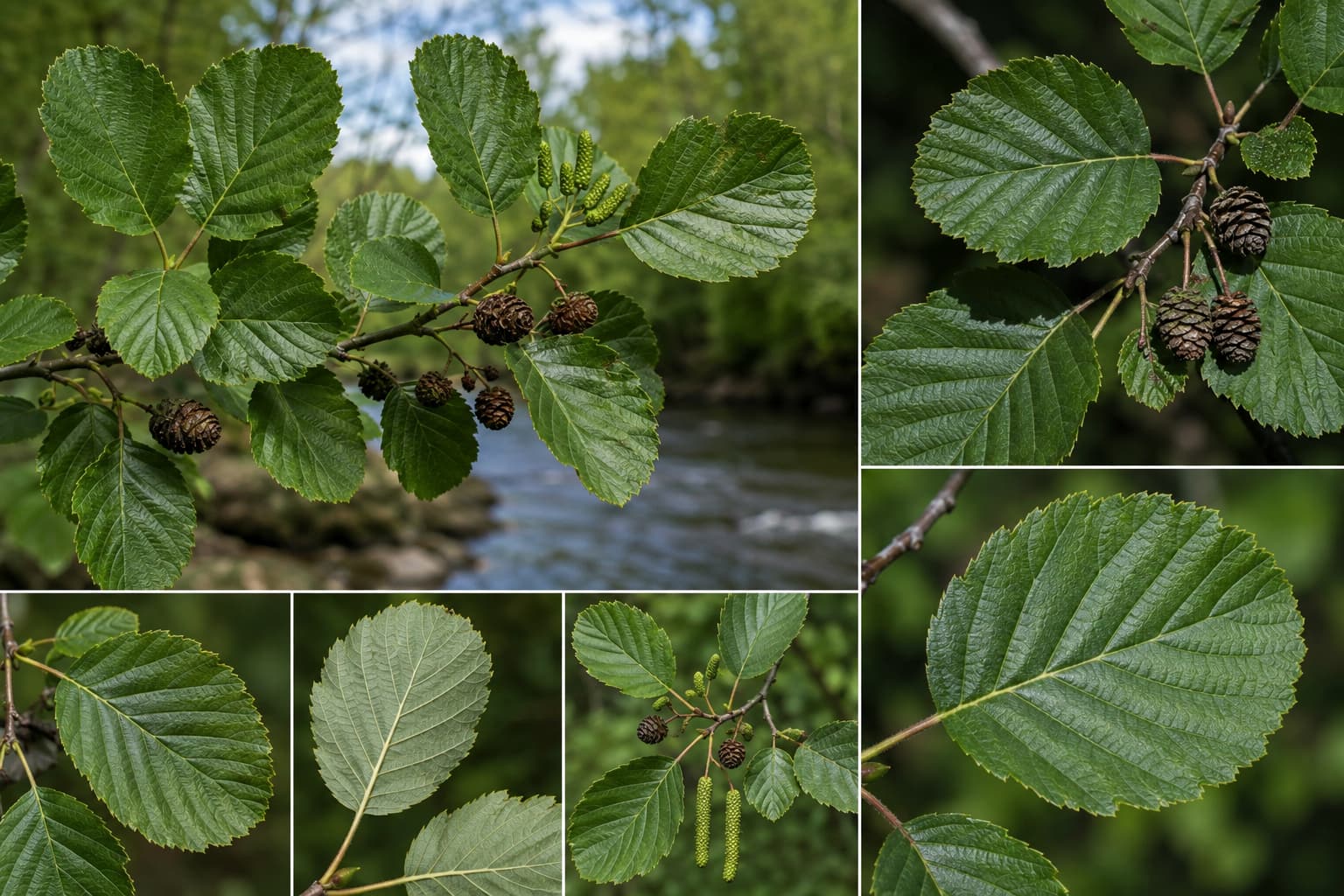 Alder tree leaves showing rounded tip and toothed margin for identification
