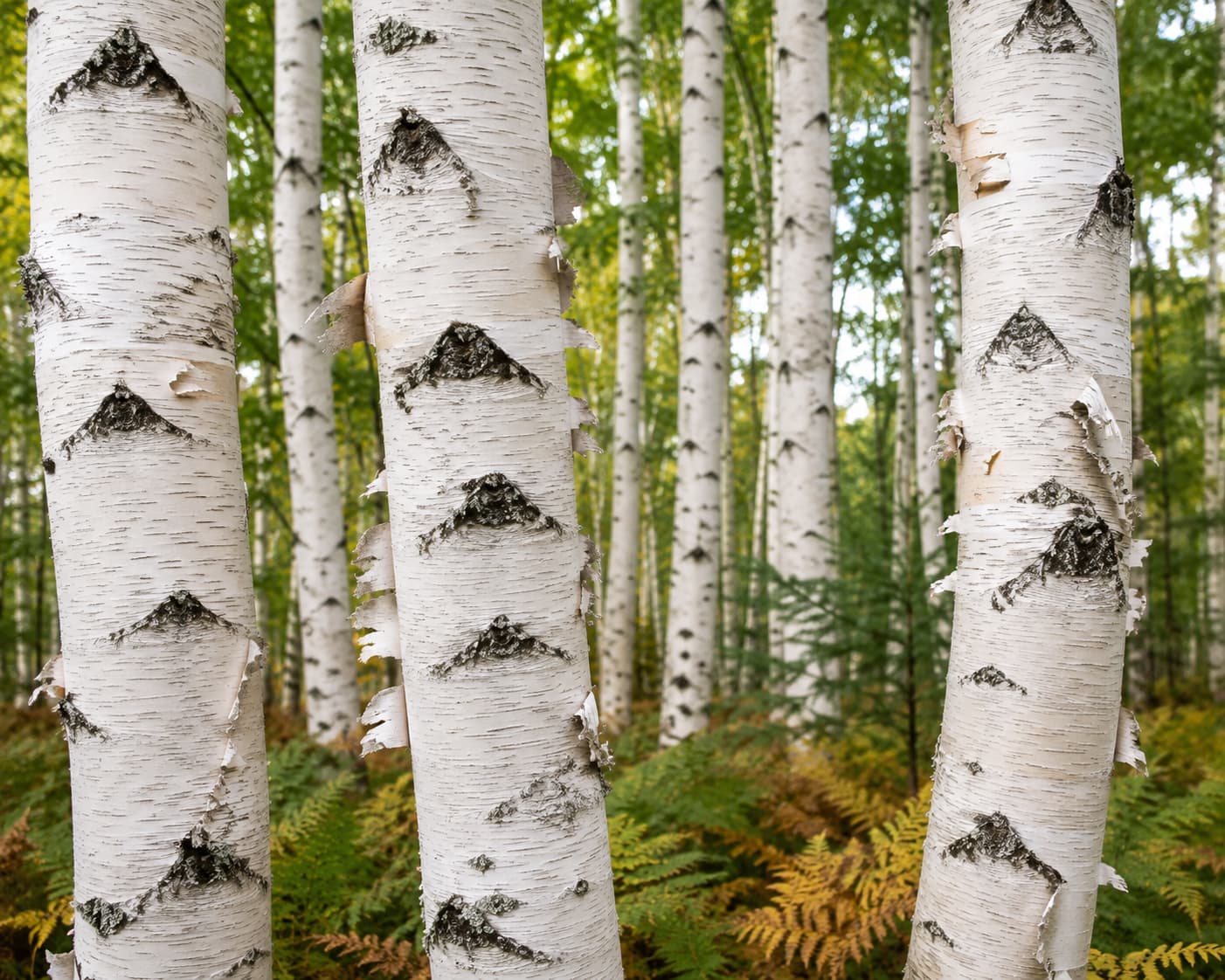 Paper birch trees showing brilliant white peeling bark for identification