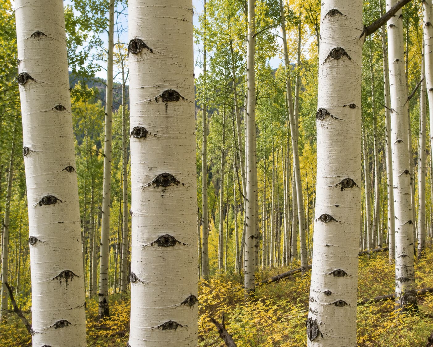 Quaking aspen trees with smooth creamy white bark for identification