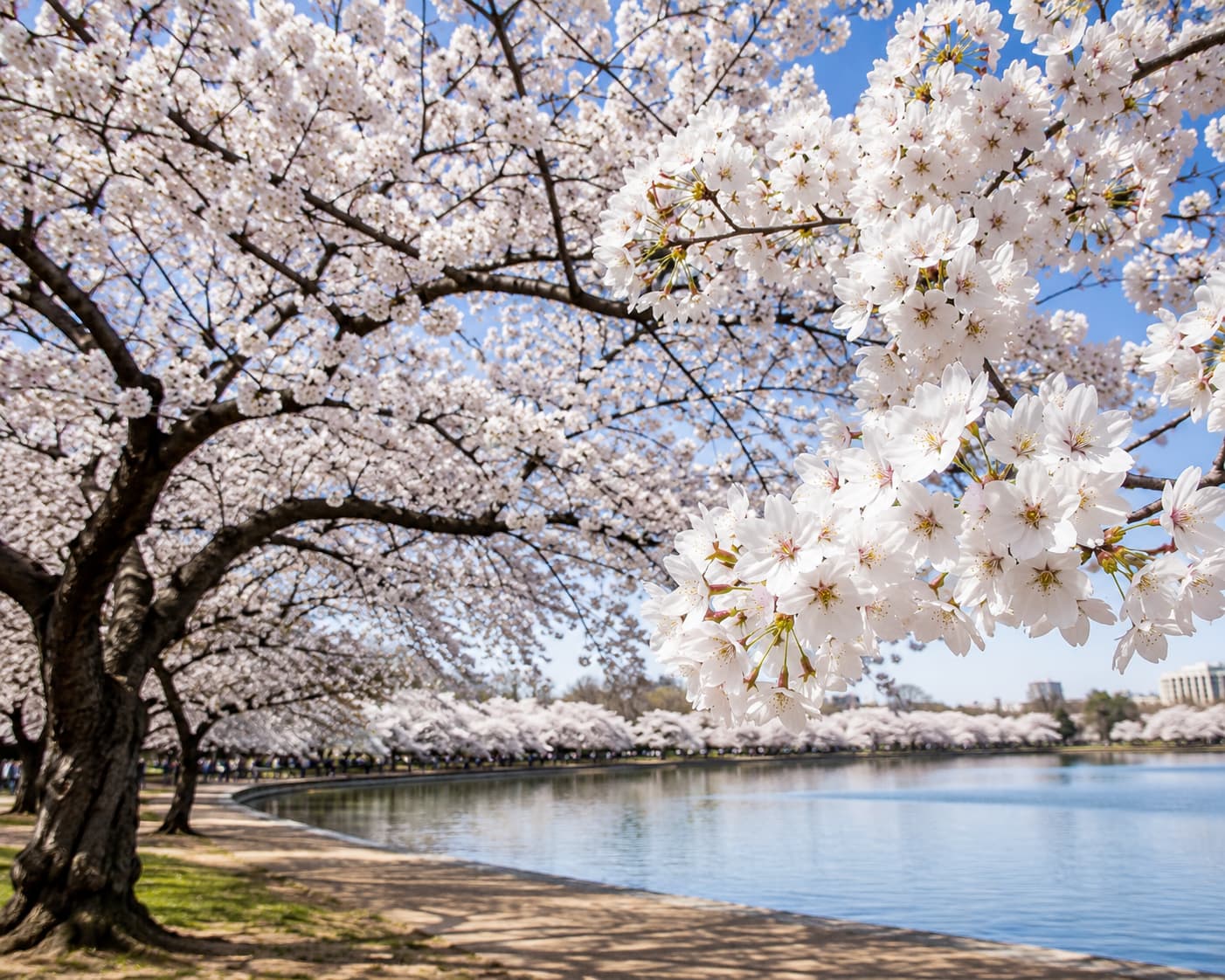 White cherry blossom tree in full bloom for identification