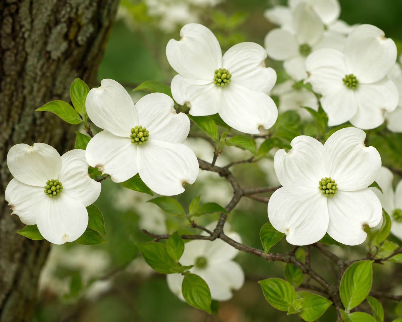Flowering dogwood tree with white bracts in spring bloom